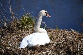 nesting swan