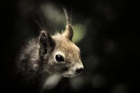 extraordinary squirrel mammal