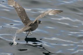 northern fulmar, grey bird takes off water