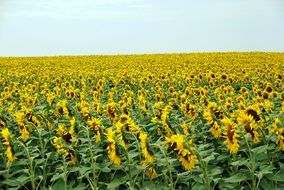 yellow field of blooming sunflowers