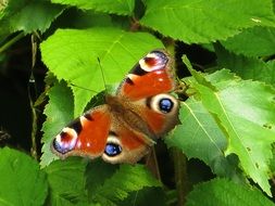 butterflies on the green leaf