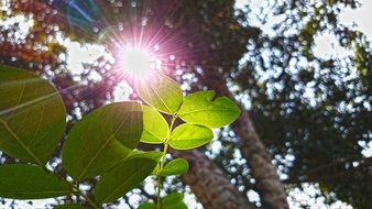 Sunlight through the leaves