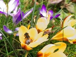 Honey bee on yellow crocus