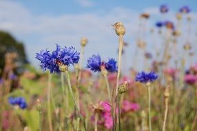 field of cornflowers in summer