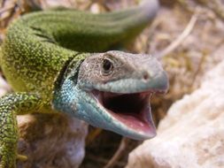 green lizard reptile close-up