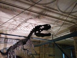 dinosaur skeleton in museum