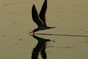 silhouette of a bird flying over water at dusk