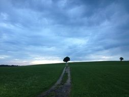 path to a lonely tree at dusk