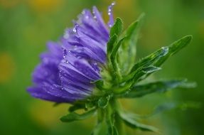 blue garden flower in drops close up