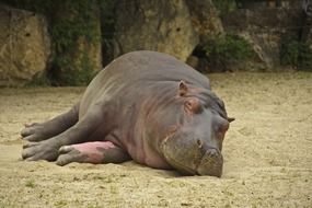 photo of hippo lying on the sand in the wildlife