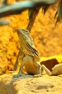 frill necked lizard on stone