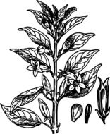botany drawing of a flower with leaves