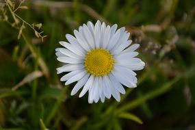 impressive grass daisy
