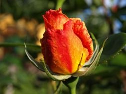 Beautiful yellow and red gradient rose flower with leaves