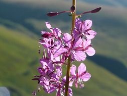 amazing fireweed flower