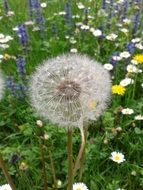 magnificent meadow flowers