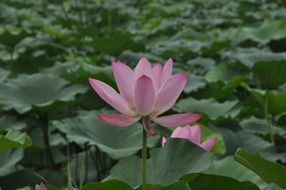 Lotus among large green leaves