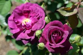 purple rose flower in the garden