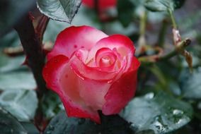 Water drops on the rose and leaves