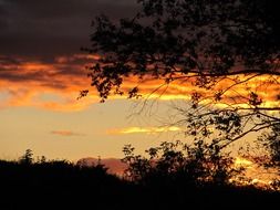 sunset sky behind tree silhouettes