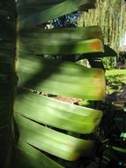 green tropical plant leaf