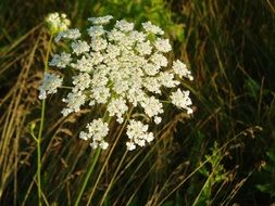 queen ann's lace plant