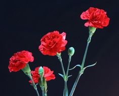 red carnations on a black background