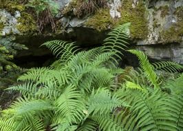 green fern plant in the forest
