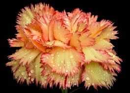 orange flower in raindrops