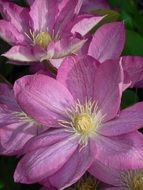 closeup photo of buds of pink clematis