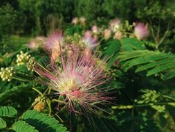 Beautiful, prickly purple and pink flowers with green leaves