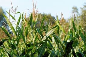 agricultural cornfield close-up on blurred background