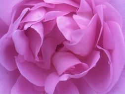 pink rose tender flower macro