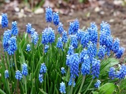 bright grape hyacinth