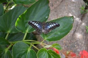 dark blue tiger butterfly on green leaves