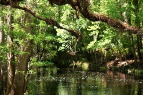 florida water stream beauty landscape