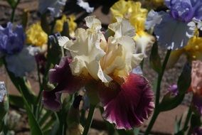 colorful bright irises