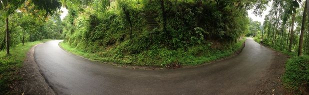 panorama of a road in a forest