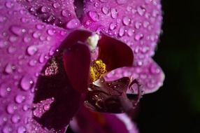 purple orchid flower with drops on petals
