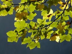 mountain maple tree branch