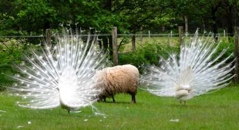 Peacocks and sheep on a farm in Netherlands