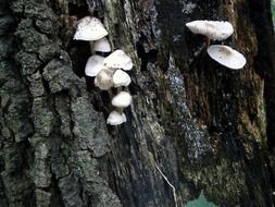 White fungi on tree bark