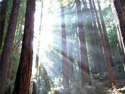 Landscape of the forest at the sunlight