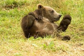 Bear cub is lying on the grass