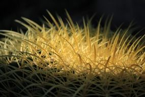 curved cactus thorns, macro