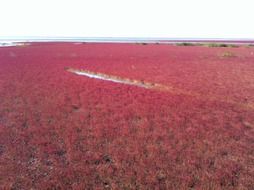 red beach at sea