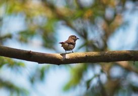 small bird in india portrait