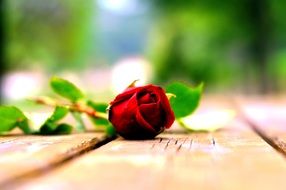 flower rosa nature