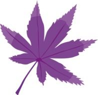 painted purple marijuana leaf
