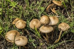 brown mushrooms in a green meadow